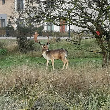 Appartement De Jutter - Free Parking *